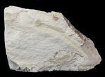 Fossil Pea Crab (Pinnixa) From California - Miocene #42941-1